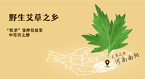 艾草越嫩越好，還是越久越好？悄悄告訴你：艾草這樣用，效果最好！
