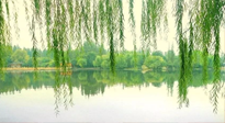【養(yǎng)生知識(shí)】已入五九，六九將至，五九的養(yǎng)生秘訣，你知道嗎？