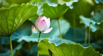 【三伏天養(yǎng)生】三伏天養(yǎng)生有六大禁忌，你知道嗎？記得分享給家人知道！