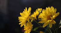 【養(yǎng)生知識(shí)】入秋菊花藥膳，美味營(yíng)養(yǎng)、養(yǎng)生保??！