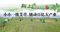 【行業(yè)資訊】向上，特色產(chǎn)業(yè)看河南：南陽艾區(qū)域品牌正在叫響！