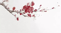 【冬日數(shù)九】2024年開(kāi)始數(shù)九，收藏好時(shí)間表，帶你了解什么是冬九九！