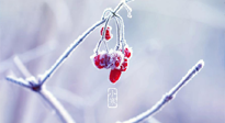 【小寒節(jié)氣】時(shí)處二三九，臘月梅花開(kāi)！