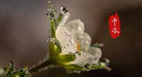 【二十四節(jié)氣灸】雨水節(jié)氣，扶陽(yáng)、祛濕、調(diào)氣血，才是養(yǎng)生重點(diǎn)！艾灸，橫掃濕寒！