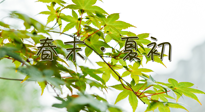 【艾灸養(yǎng)生】春末夏初：上熱下寒癥狀，補(bǔ)不如疏通淤堵，試試艾灸吧！