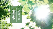 【艾灸三伏天】今年三伏不一般，仙草小助理建議大家早作準(zhǔn)備哦！