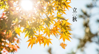 【節(jié)氣飲食】立秋將至，吃最合適的飲食，平穩(wěn)度過季節(jié)交替！